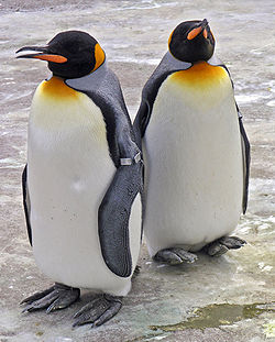 wiki penguine.jpg