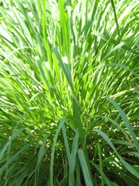 Citronella.jpg