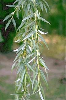 s-Ｓalix alba.jpg