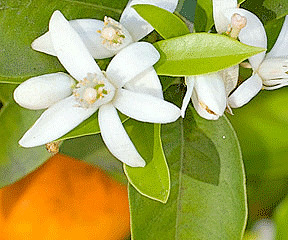 s-Citrus aurantium.jpg