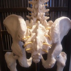   骨盤の構造の話