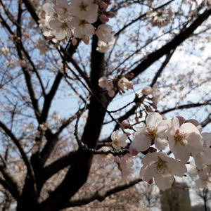 桜が見ごろ【日焼け止めを忘れずに！】