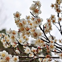 立春は１年の始まり