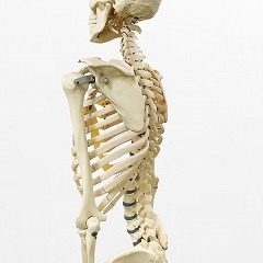 肩甲骨が固いと、体にどんな影響があるのか？