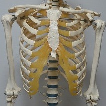 そのポッコリ、実は