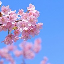 「身支度がめんどう」「長文が読めない」--それ、春のメンタル不調かもしれません。