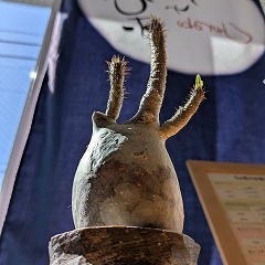 「忙しくて植物の世話ができない」と諦めていた私が、コーデックスに救われた話。