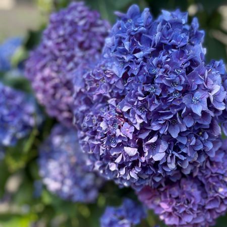 ちゅ楽の窓から見える紫陽花